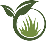 Bird Of Paradise Planting Pros