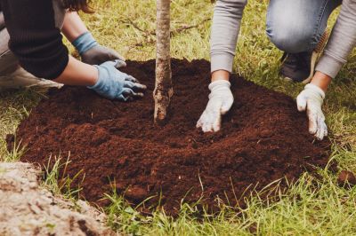 Bird Of Paradise Planting
