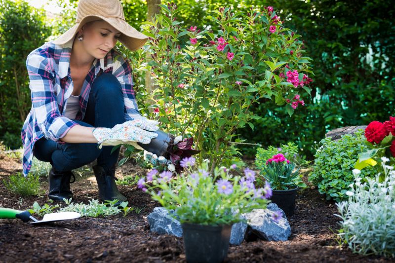 Bird Of Paradise Planting