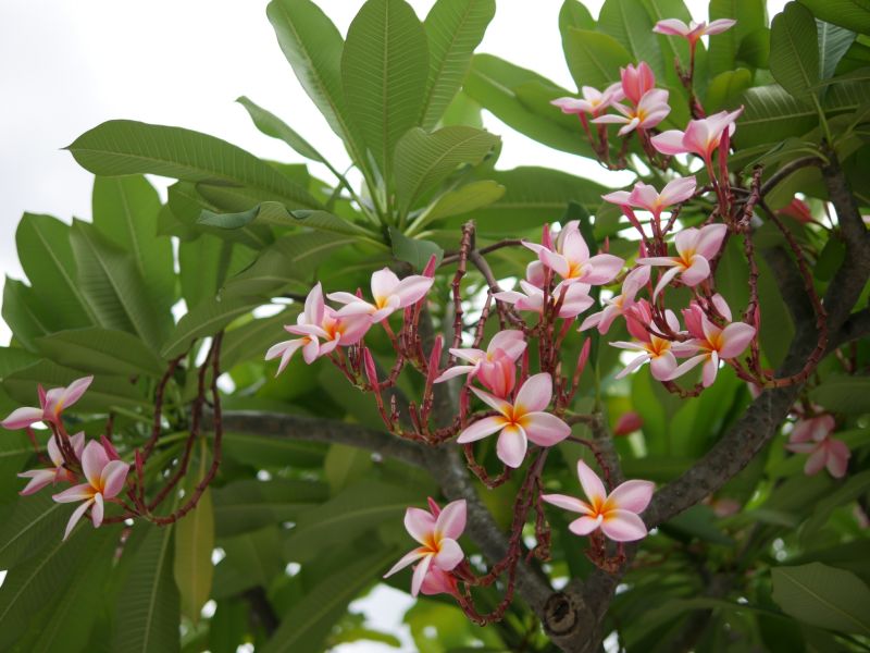 Close-up of Flowering Plant