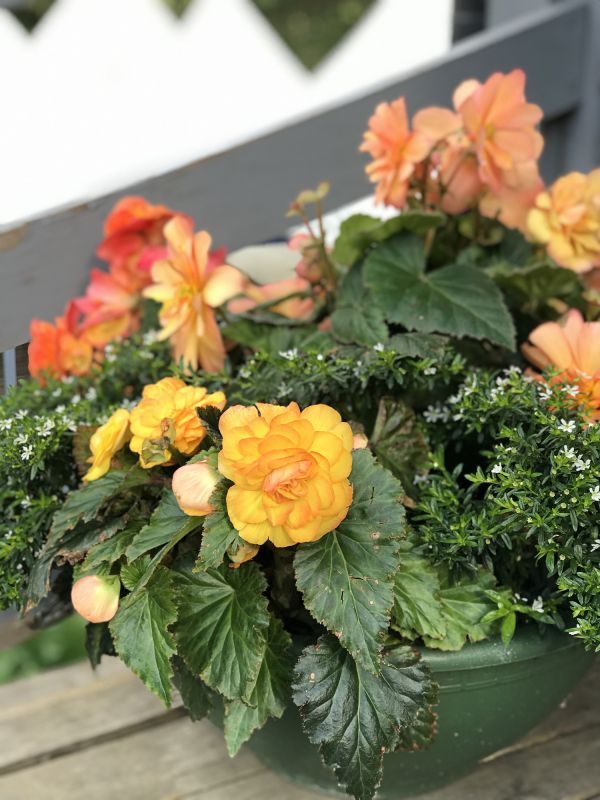 Mature Bird Of Paradise