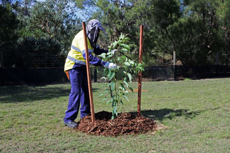 Bird Of Paradise Planting