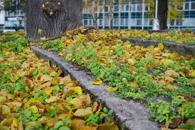 Landscape with Fallen Leaves