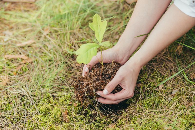 Maple Tree Planting in Ventura County, CA