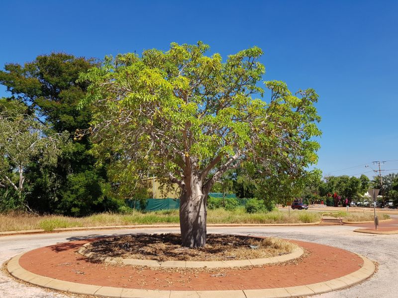 Tree Curbing Installation