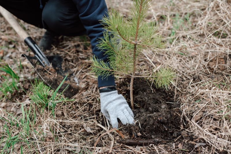 Tree Planting Service in Honolulu, HI