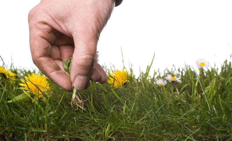 Weeding And Mulching in Honolulu, HI
