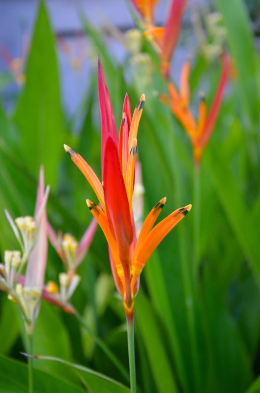 Contact About Bird Of Paradise Planting