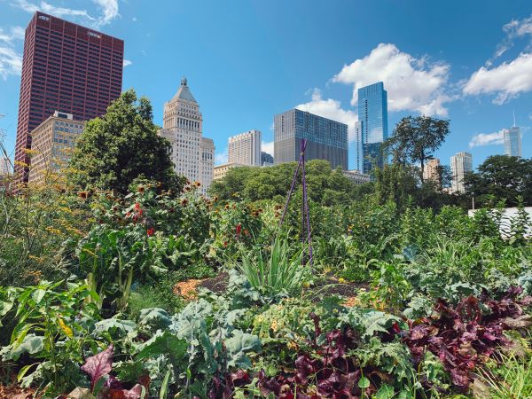 Urban Garden Design