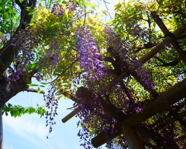 Wisteria Branch Pruning
