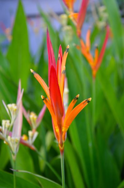 Grow your Bird Of Paradise Planting business